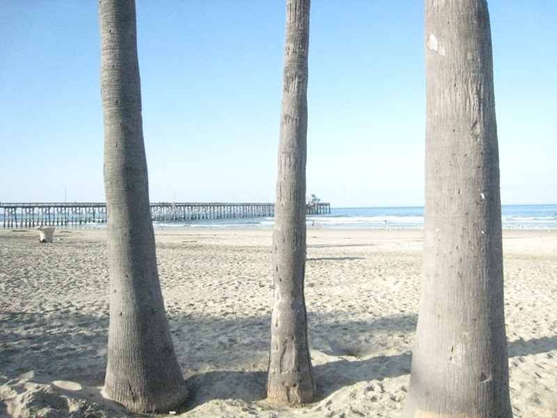 Three palm trees framing Newport Beach Pier in the background